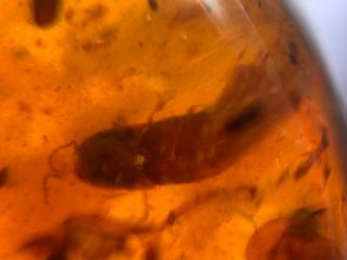unknown beetle&bug wings Burmite Myanmar Burma Amber insect fossil dinosaur age 4