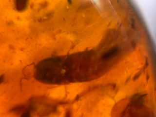 unknown beetle&bug wings Burmite Myanmar Burma Amber insect fossil dinosaur age 5