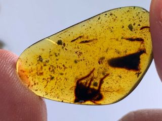 1.  2g Big Unknown Bug Burmite Myanmar Burmese Amber Insect Fossil Dinosaur Age