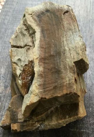 Texas Petrified Wood 5 - 1/2” By 2 - 3/4” By 1 - 1/2”