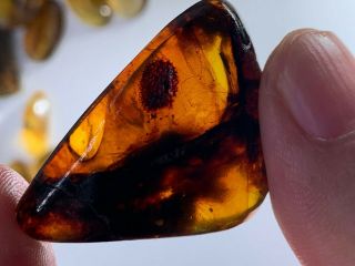 4.  57g Unique Plant Burmite Myanmar Burmese Amber Insect Fossil From Dinosaur Age