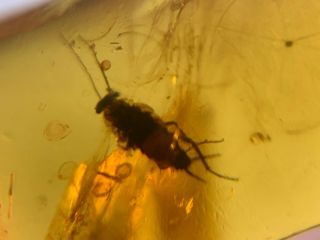 unknown bug&roach larva Burmite Myanmar Burmese Amber insect fossil dinosaur age 2