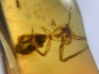 unknown bug&roach larva Burmite Myanmar Burmese Amber insect fossil dinosaur age 3