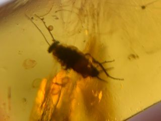 unknown bug&roach larva Burmite Myanmar Burmese Amber insect fossil dinosaur age 4