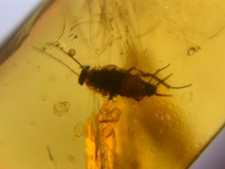 unknown bug&roach larva Burmite Myanmar Burmese Amber insect fossil dinosaur age 5