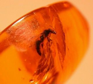 Rare Torymid Wasp In Authentic Dominican Amber Fossil Gemstone With Resin Layers