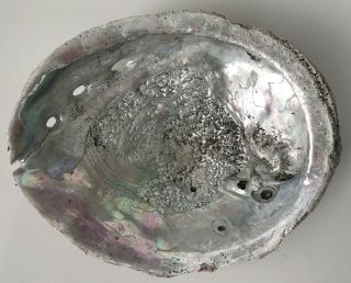 Large Abalone Shell Sea Shell 7.  5 " X 6 " Rugged Rough
