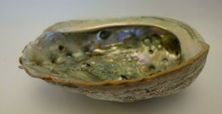Bgbx Large 8 1/4 " Abalone Shell