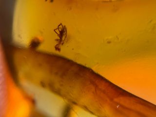 Unique Spider&plant Burmite Myanmar Burmese Amber Insect Fossil Dinosaur Age