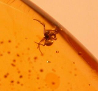 Spider With Homopteran Insect In Authentic Dominican Amber Fossil Gem Cabochon