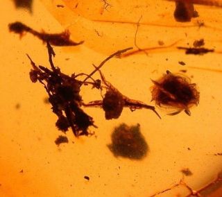Cretaceous Plant With Wasp In Burmite Amber Fossil Gemstone From Dinosaur Age