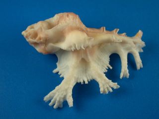Murex (homalocantha) Pele,  Fronds,  Large 50.  7mm,  Hawaii