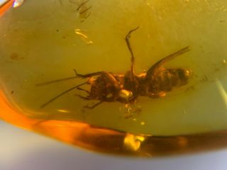 Unique Pygmy Sand Cricket Burmite Myanmar Burma Amber Insect Fossil Dinosaur Age