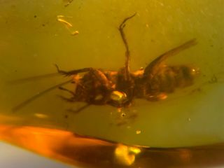 unique pygmy sand cricket Burmite Myanmar Burma Amber insect fossil dinosaur age 2