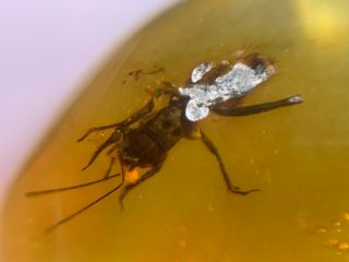 unique pygmy sand cricket Burmite Myanmar Burma Amber insect fossil dinosaur age 3