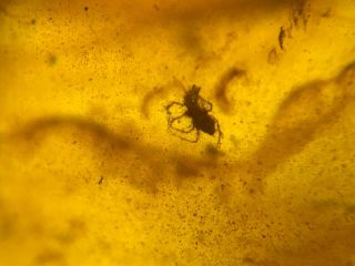Uncommon Thorny Tick Burmite Myanmar Burmese Amber Insect Fossil Dinosaur Age