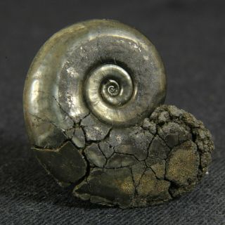 0.  9in (2.  3cm) Fine Shine Pyrite Ammonite Lunuloceras Jurassic Callovian Russia