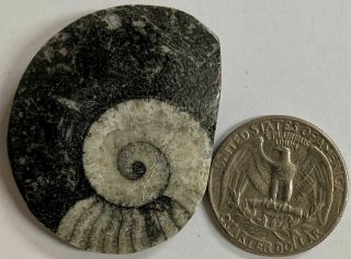 Goniatite Fossil - Primitive Devonian Age Ammonite From Morocco (e160)