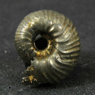 0.  8in (2cm) Pyrite Ammonite Eichwaldiceras Carinatiforme Callovian Russian Fossil