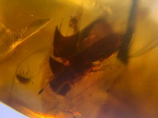 2 Unknown Beetles Burmite Myanmar Burmese Amber Insect Fossil From Dinosaur Age