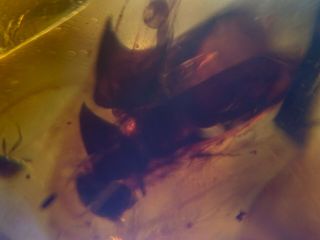 2 unknown beetles Burmite Myanmar Burmese Amber insect fossil from dinosaur age 2