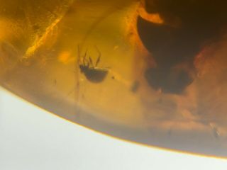 2 unknown beetles Burmite Myanmar Burmese Amber insect fossil from dinosaur age 4