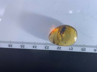 2 unknown beetles Burmite Myanmar Burmese Amber insect fossil from dinosaur age 5