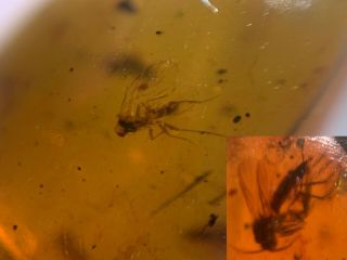 Barklice&mosquito Fly Burmite Myanmar Burmese Amber Insect Fossil Dinosaur Age