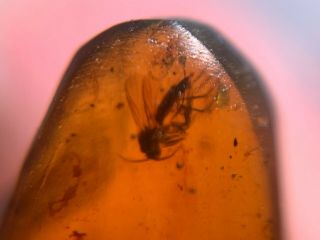 barklice&mosquito fly Burmite Myanmar Burmese Amber insect fossil dinosaur age 3