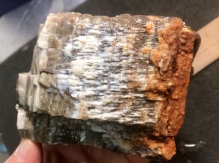 Reilly’s Rocks: Colorful Arizona Petrified Wood With Unique Quartz,  2.  25 Lb
