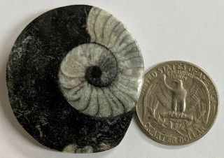 Goniatite Fossil - Primitive Devonian Age Ammonite From Morocco (e158)