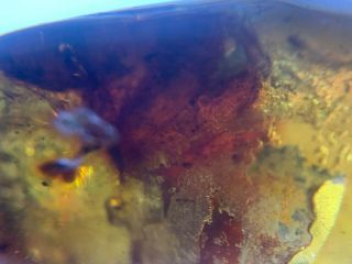 red tree leaf&wasp bee Burmite Myanmar Burmese Amber insect fossil dinosaur age 4
