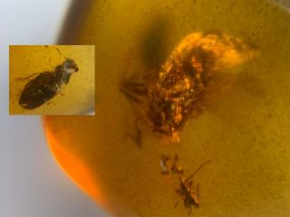 Unknown Beetle&cicada&fly Burmite Myanmar Burma Amber Insect Fossil Dinosaur Age