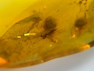 unique long legs mosquito fly Burmite Myanmar Amber insect fossil dinosaur age 2