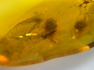 unique long legs mosquito fly Burmite Myanmar Amber insect fossil dinosaur age 3