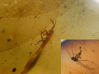 Unknown Bug&mosquito Fly Burmite Myanmar Burma Amber Insect Fossil Dinosaur Age
