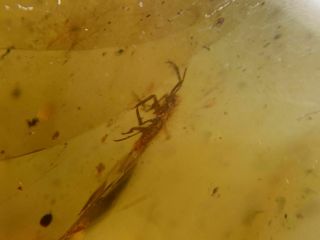 unknown bug&mosquito fly Burmite Myanmar Burma Amber insect fossil dinosaur age 2