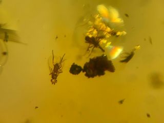Diptera Mosquito&fly&beetle Burmite Myanmar Amber Insect Fossil Dinosaur Age