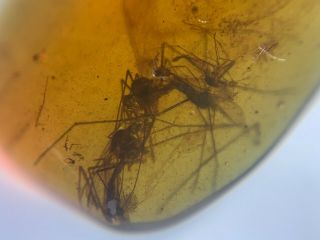 4 Diptera Mosquito Flies&beetle Burmite Myanmar Amber Insect Fossil Dinosaur Age