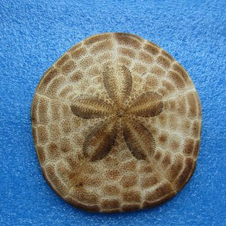 Clypeaster Species 102mm Sea Urchin Sand Dollar