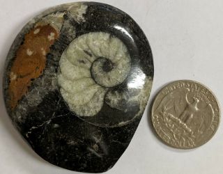 Goniatite Fossil - Primitive Devonian Age Ammonite From Morocco (e139)