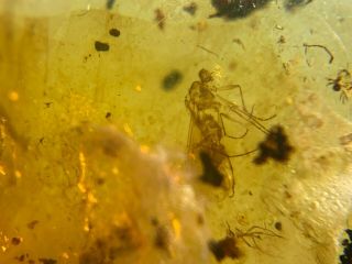 3 Unique Unknown Fly Bugs Burmite Myanmar Burma Amber Insect Fossil Dinosaur Age