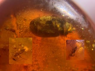 Unknown Beetle&stinkbug&fly Burmite Myanmar Amber Insect Fossil Dinosaur Age