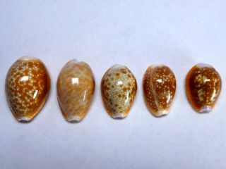 Seashell,  Cowry,  Cypraea Helvola Citrinicolor,  Set Of 5