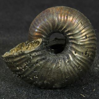 1.  0in (2.  5cm) Pyritized Ammonite Funiferites Jurassic Callovian Russian Fossils
