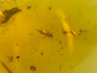Diptera Fly&plant Fiber Burmite Myanmar Burmese Amber Insect Fossil Dinosaur Age