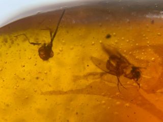 Beetle&unknown Bug Head Burmite Myanmar Burmese Amber Insect Fossil Dinosaur Age