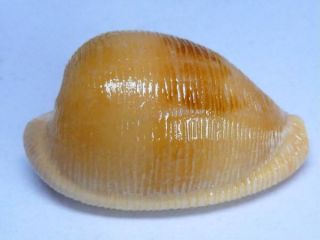Seashell,  Cowry,  Cypraea Capensis