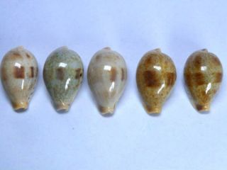 Seashell,  Cowry,  Cypraea Pyriformis Smithi,  Set Of 5