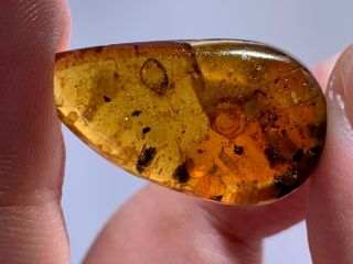2.  24g Unknown Items Burmite Myanmar Burmese Amber Insect Fossil Dinosaur Age